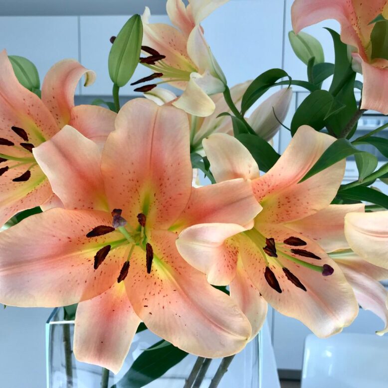 happy spring