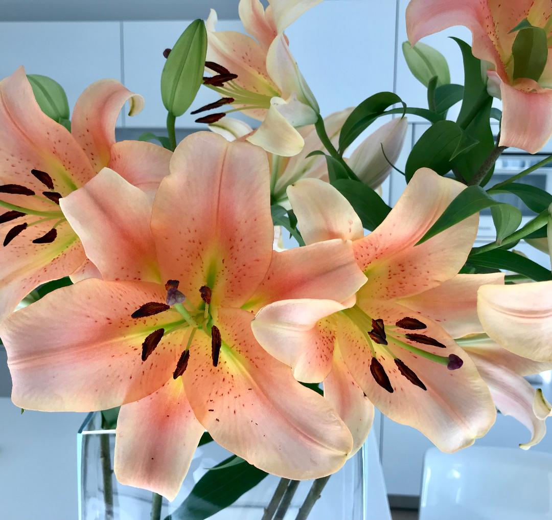 happy spring happy spring